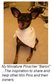 My Miniature Pinscher Baron... The inspiration to share and help other Min Pins and their owners.